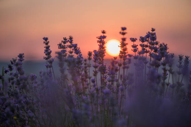 istock Landscape of lavender fields at sunset 853978876