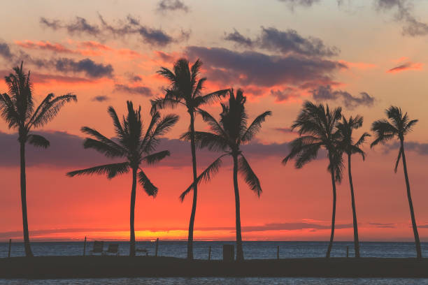 istock Silhouette of coconut palm trees 853979138