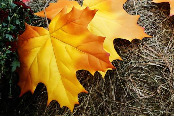 istock Yellow autumn maple leaf in the background of a haystack 853979182