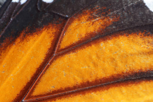 istock close up of butterfly wing texture 853979238