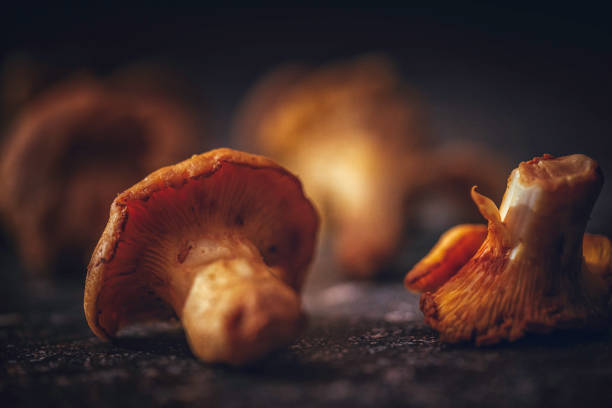 Organic Chanterelle Mushrooms on Rustic Background