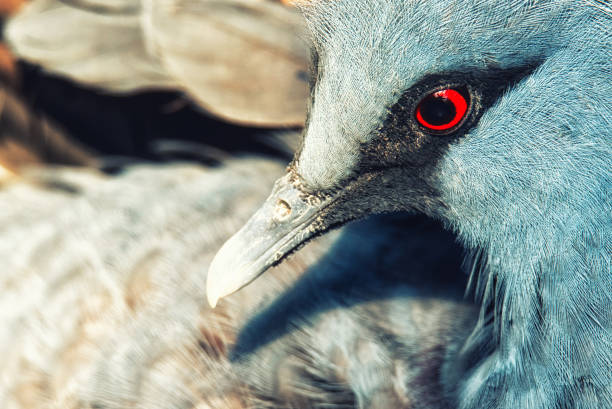 istock victoria crown pigeon portrait 853983118