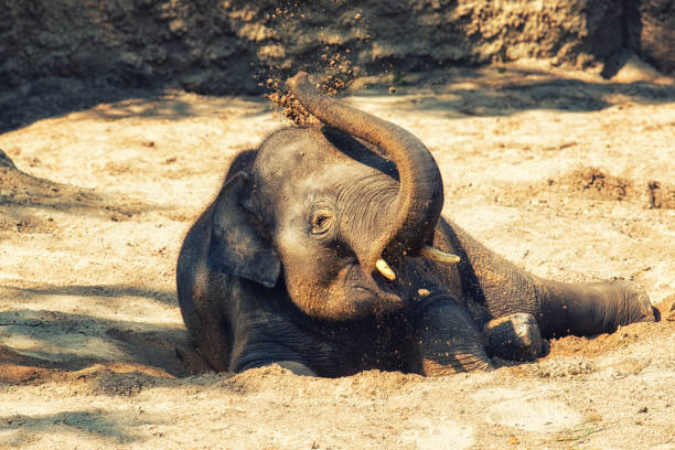 junger elefant kalb ruhen - chitwan stock-fotos und bilder