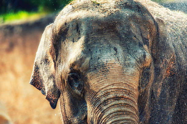 a sumatran elephant sprays water on its head