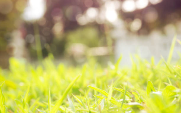 istock Blur and nature background. Grass on ground with bokeh are background. 853984080