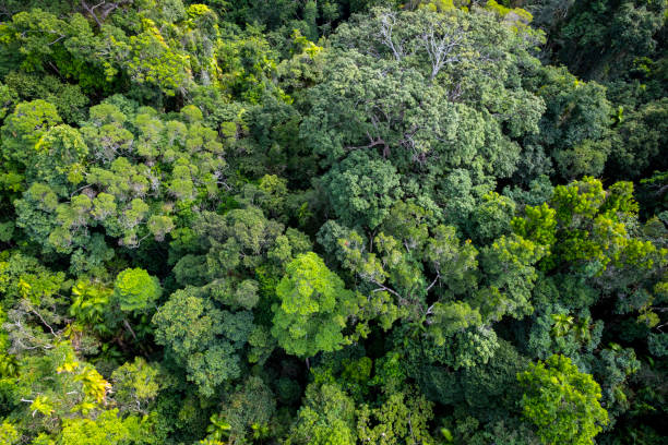 istock Canopy Layer, Tropical Rainforest, Queensland, Australia 853986402