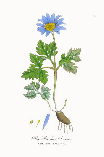 blue-mountain-anemone-anemone-