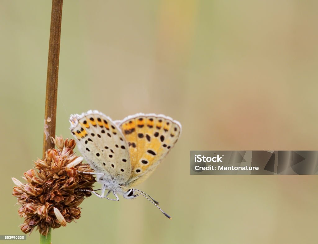 Sooty Copper Butterfly (Lycaena tityrus) Female Lycaena tityrus, the sooty copper, is a butterfly of the Lycaenidae family. It is found in Europe.





 Animal Stock Photo