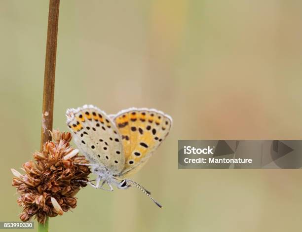 Sooty Copper Butterfly Female Stock Photo - Download Image Now - Animal, Animal Antenna, Animal Body Part