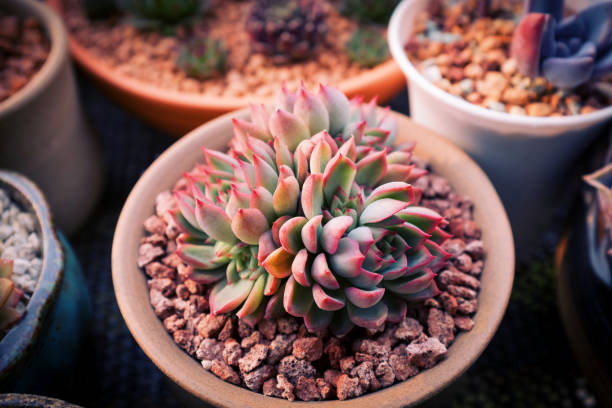 istock Close up of succulent plants backgruond 853994244