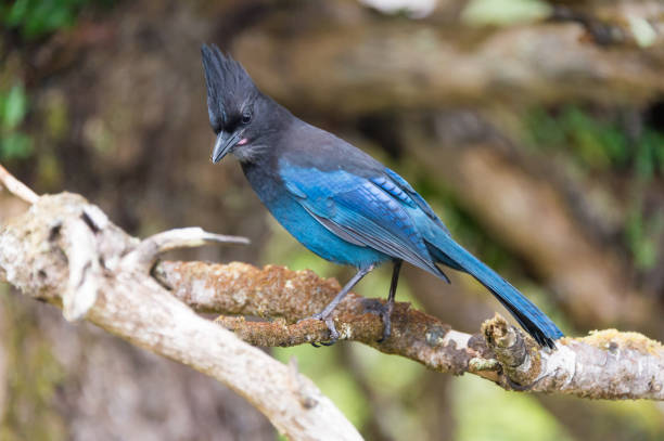 istock Steller's jay (Cyanocitta stelleri) in Ucluelet, British Columbia, Canada 854000274