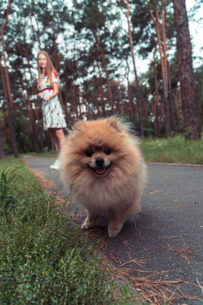 istock A girl is walking with a park with a dog. Pomeranian Spitz 854005688