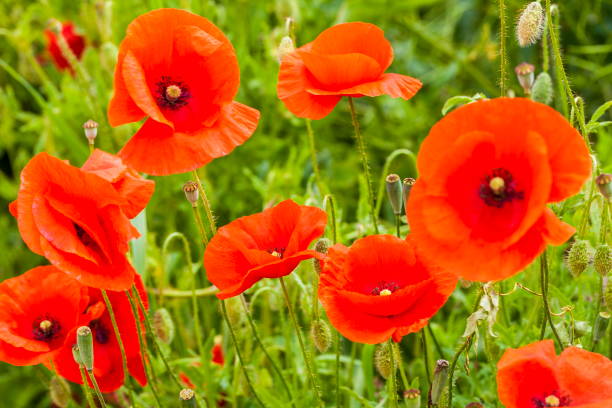 istock Red poppy in a meadow 854011398