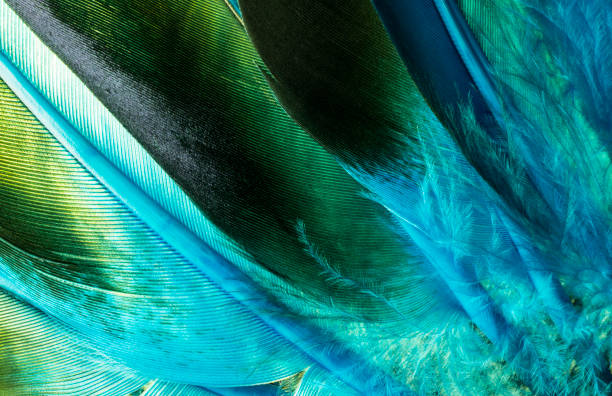 istock Turquoise Native American Indian Feathers Detail. 854011416