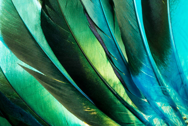 Turquoise Native American Indian Feathers Detail.