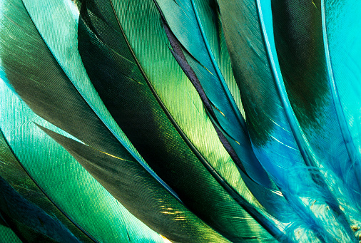 This is a macro photo of some colorful turquoise and green duck feathers from a Native American Indian costume.  I used a back light to bring out the feathery textures and vibrant colors.