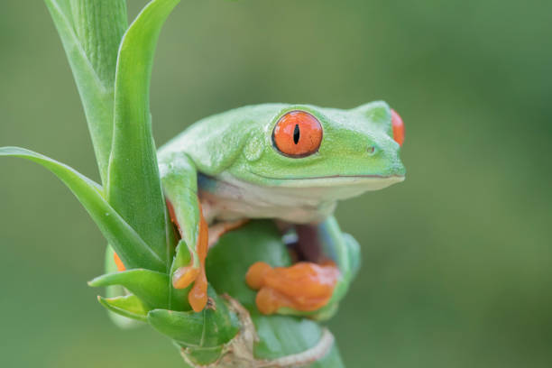 istock Red-eyed Tree Frog on Plant 854017258