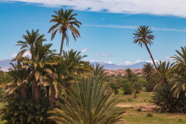 istock Fertility near the desert. 854018022