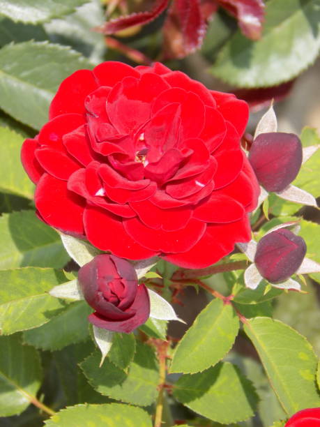 istock Red roses in the flowerbed 854018402