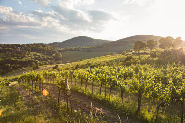 istock Vineyards at sunset in Vienna, Austria 854018998