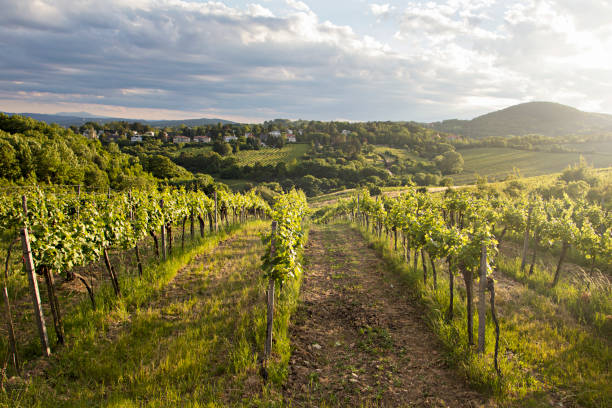 Detail of leaves, vivid sun in the background. View of vineyards in the sun.