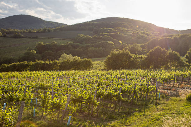 istock Vineyards at sunset in Vienna, Austria 854019034