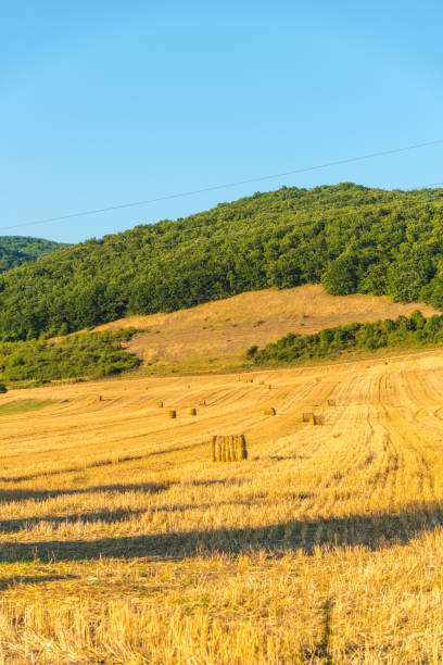 balots de blé - romanian hay photos et images de collection