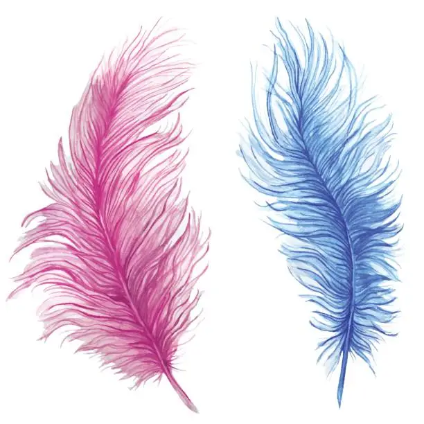 Vector illustration of Watercolor drawing, feathers, blue feather, pink feather, composite pattern, ostrich feathers on white background, for graphics and decor