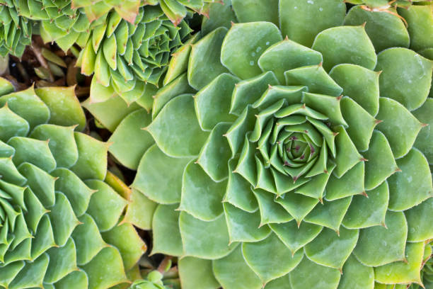 istock Green Succulent Plant Background. Natural Abstract Pattern. Garden Foliage 854027026