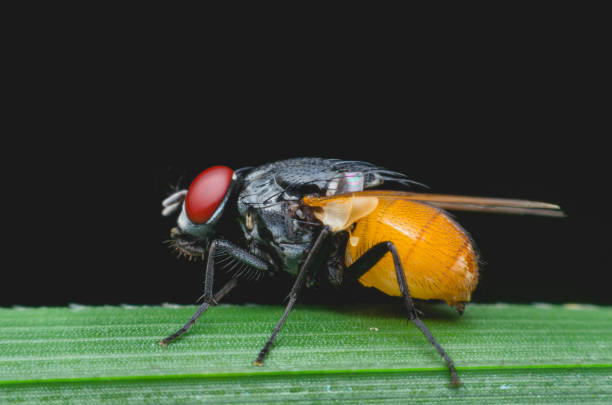 istock insect fly or blow fly on green leaves in nature. 854027264