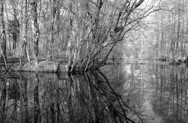 istock Germany: Reflections on the water surface of an idyllic little pond in a grove in Eastern Thuringia in spring 854031968