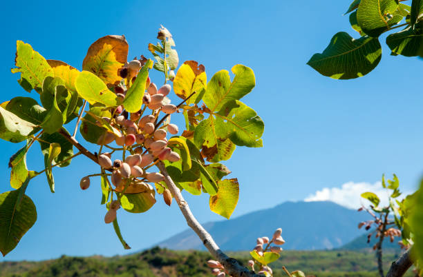 Closeup view of a pistachio bunch on tree during harvest time in Bronte, Sicily, and Mount Etna in the distance