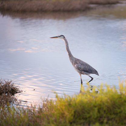 Blue Heron in Wildlife. Santa Cruz, Galapagos Islands. Nikon D810. Converted from RAW.