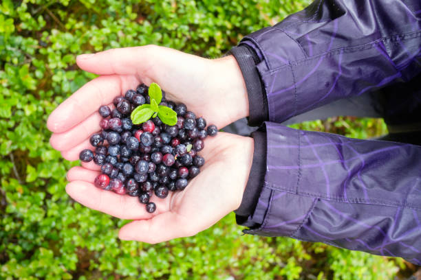 Blueberry in girl hands