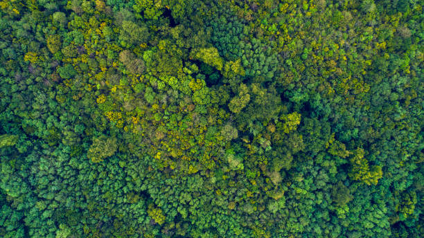 istock Drone view of a road in the forest 854038528