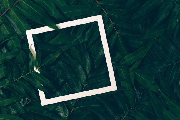 istock Creative layout made of green leaves with white frame. Top view, flat lay. 854044656