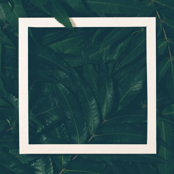 istock Creative layout made of green leaves with white frame. Top view, flat lay. 854044690