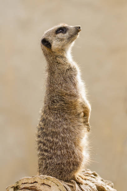 istock Beautiful Meerkat (suricate suricatta) Portrait with clean background 854045194
