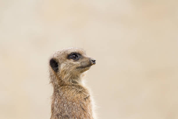 istock Beautiful Meerkat (suricate suricatta) Portrait with clean background 854048044