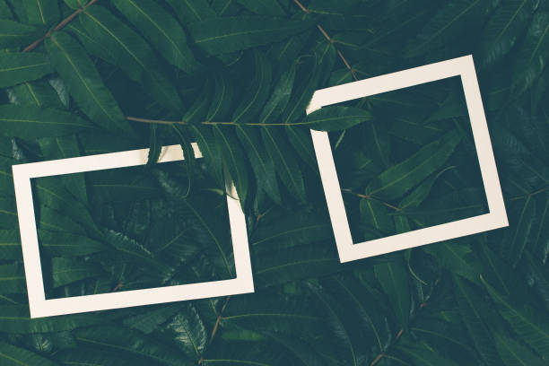 Creative layout made of green leaves with two white frames. Top view, flat lay.