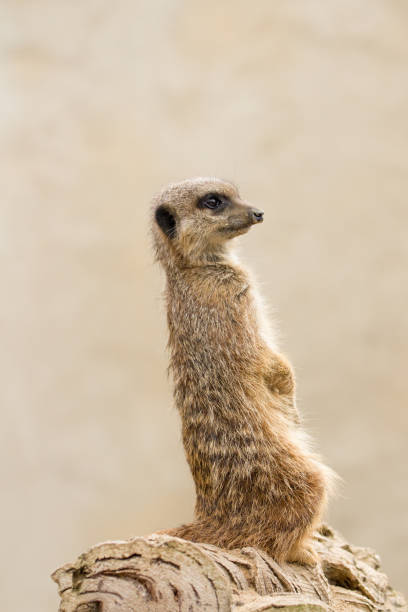 istock Beautiful Meerkat (suricate suricatta) Portrait with clean background 854051966