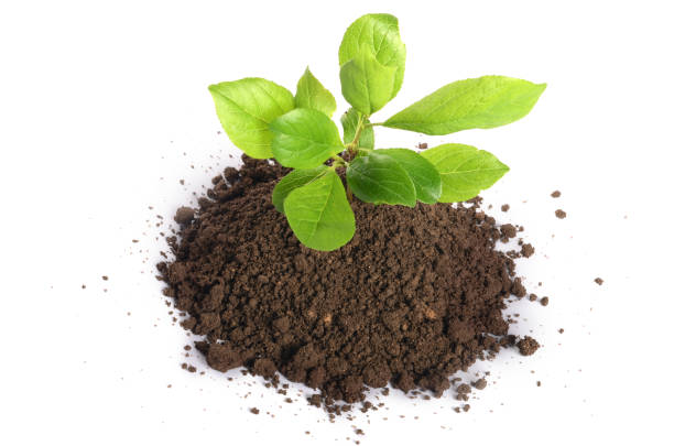 istock Green plant growing in soil isolated on a white 854055554