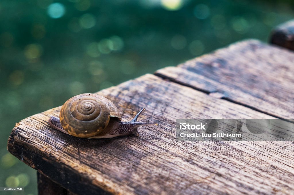 Little snail on wooden table Little snail on wooden table with bokeh ground Animal Stock Photo