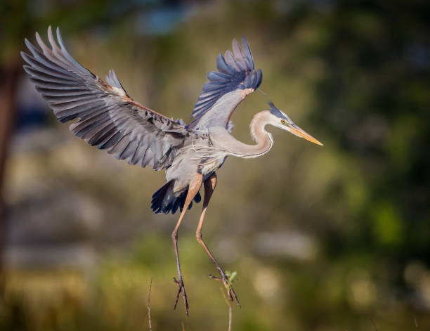 istock Great blue heron with wings spread wide 854073660