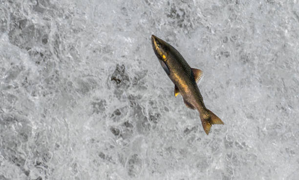 istock Jumping Chinook Salmon 854074180