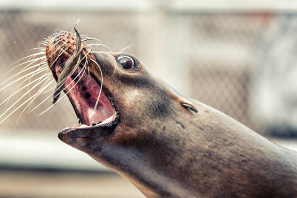 Feeding of A Sea Lion