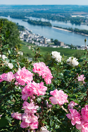 High angle view of the historic town of Rüdesheim on the Rhine in the wine growing Rheingau region in Hessen, Germany. Taken at the Niederwald Denkmal Monument.