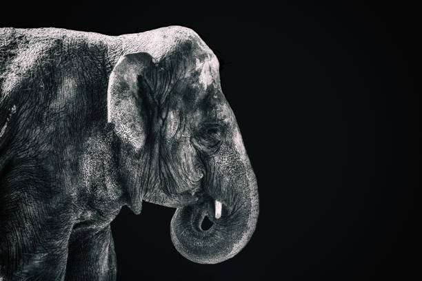 istock Detail of an Elephant 854079504