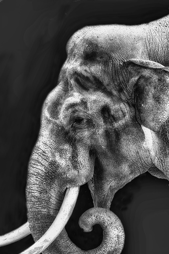 Close-up of Elephant Head