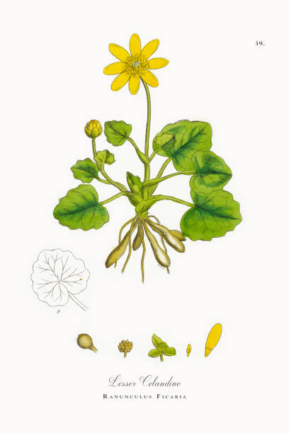 Lesser Celandine, Ranunculus Ficaria, Victorian Botanical Illustration, 1863 Very Rare, Beautifully Illustrated Antique Engraved and Hand Colored Victorian Botanical Illustration of Lesser Celandine, Ranunculus Ficaria, Victorian Botanical Illustration, 1863 Plants. Plate 39, Published in 1863. Source: Original edition from my own archives. Copyright has expired on this artwork. Digitally restored. ficaria verna stock illustrations